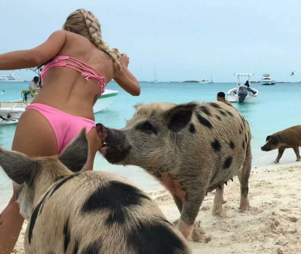 Поросенок в стрингах