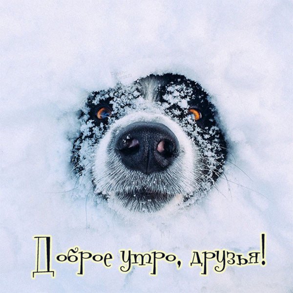 Морда собаки в снегу