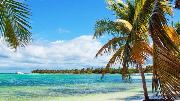 Море пальмы