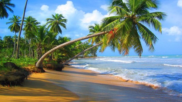 Коста Рика Пальма океан