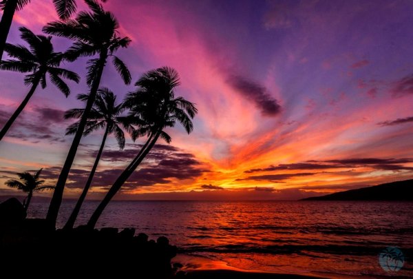 Море пальмы закат