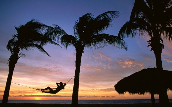 Бали пальмы