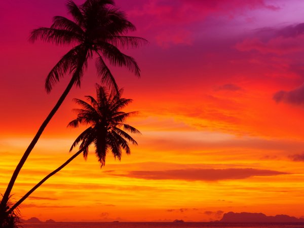 Тропикал Сансет