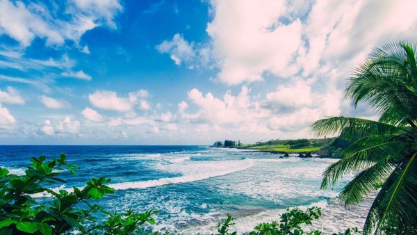 Океан побережье пальмы Гавайи