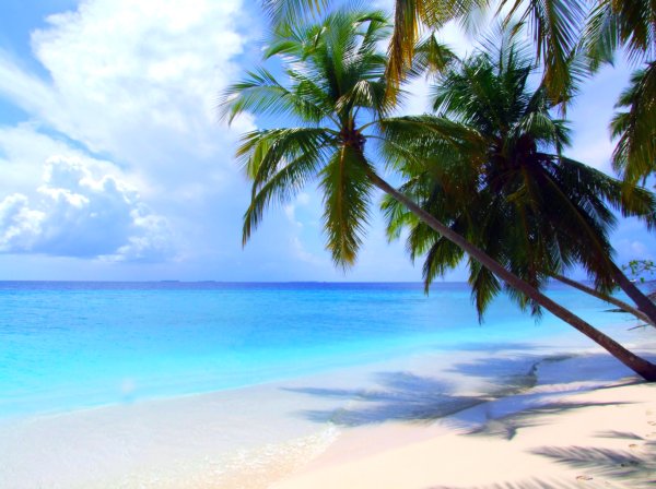 Пальмы пляж HD